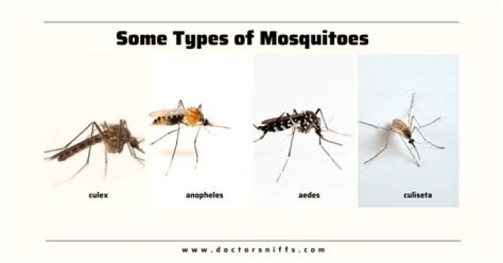 A Comprehensive Guide To Mosquito Repulsion