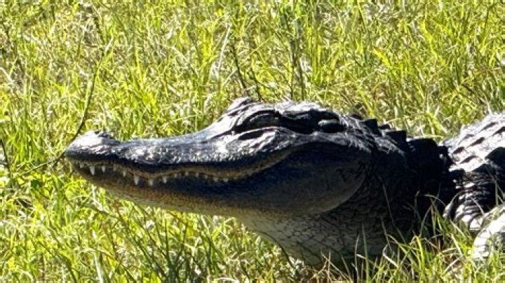 Are there alligators in Belton Lake?