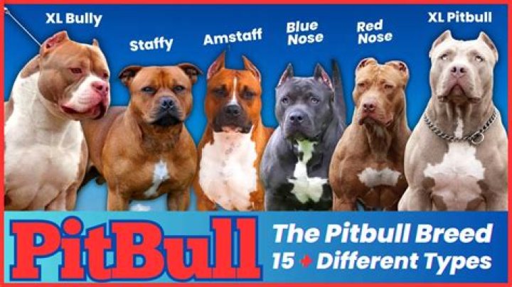 Did You Know Pitbull Is A Father Of Six Children? Find Out Where And What They Are Doing Now ·