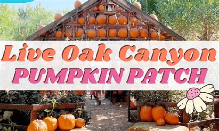 Discovering the Magic of Live Oak Pumpkin Patch: A Seasonal Delight