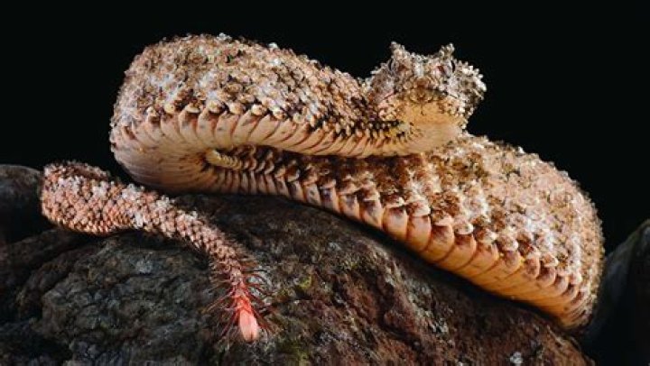 Discovering the Unique Spider-Tailed Viper: A Marvel of Nature