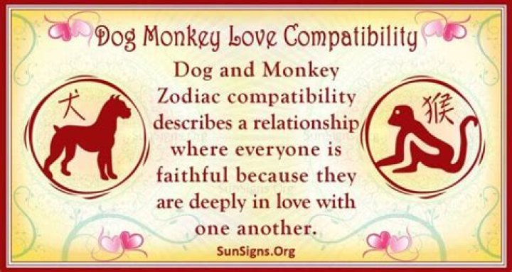 Dog And Monkey Compatibility: Crazy And Arousing
