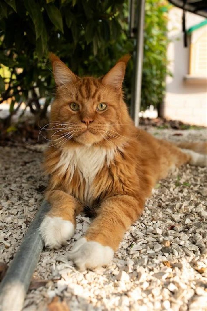 Exploring the Majestic Orange Maine Coon: A Comprehensive Guide