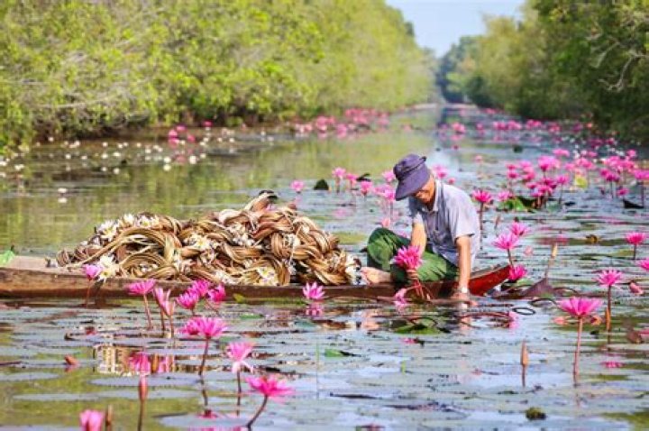 Exploring Tram Chim: A Hidden Gem of Vietnam's Wetlands