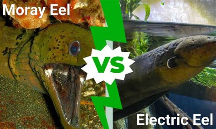 Fighting Eel: The Fascinating World of This Unique Species