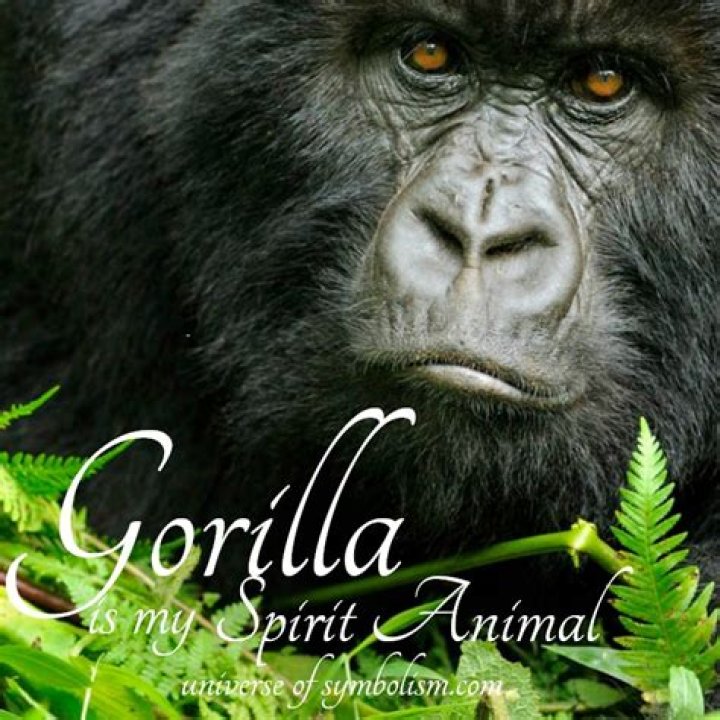 Gorilla Spirit Animal Totem Meaning: Social Intelligence Helps