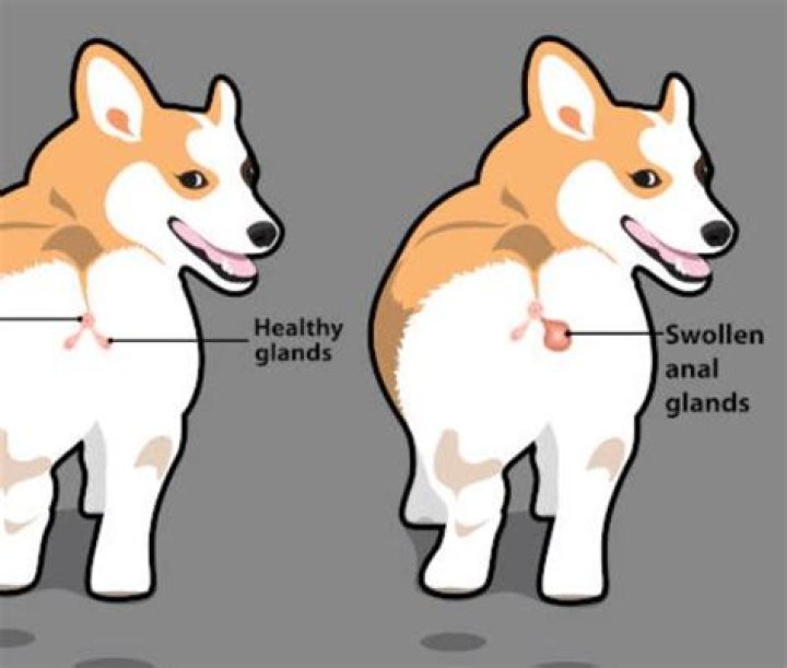 How Do You Squeeze a Dog's Anal Glands? A Comprehensive Guide for Pet Owners