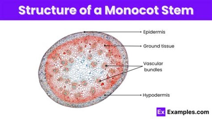 Is Water Lily a Monocot?