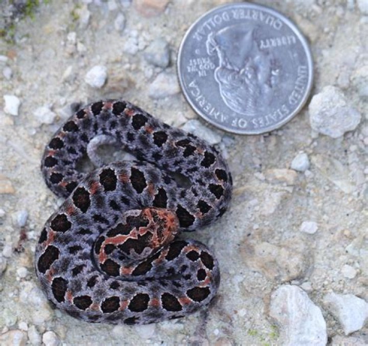 Pygmy Rattlesnake: The Fascinating World of a Small but Deadly Serpent
