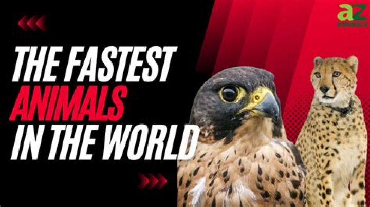 The Fastest Animal in the World: Nature's Speedsters