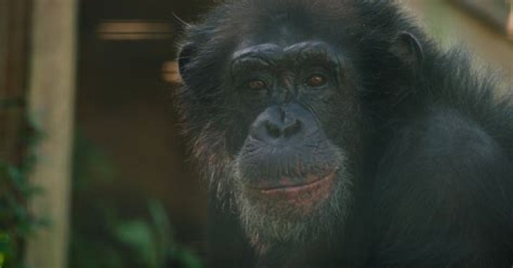 Tonka Chimp Crazy: The Unforgettable Journey of a Remarkable Primate