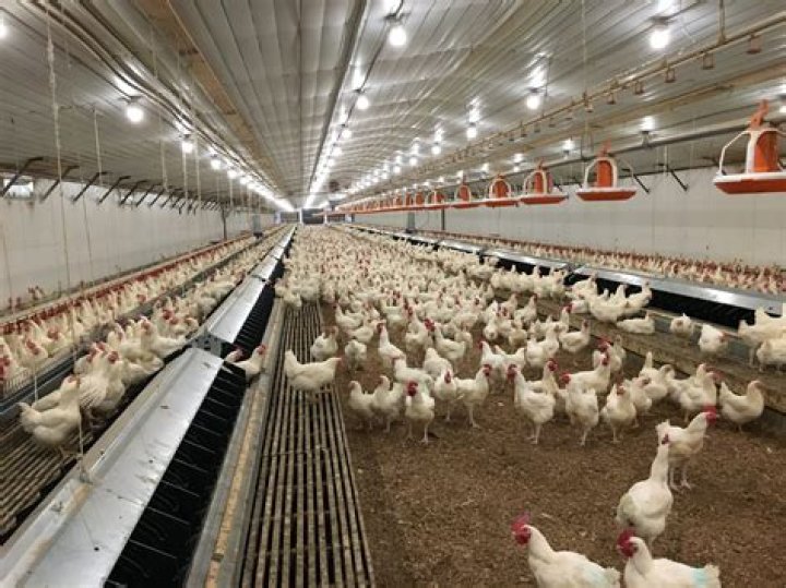 Understanding Ideal Poultry: A Comprehensive Guide to Quality Poultry Farming