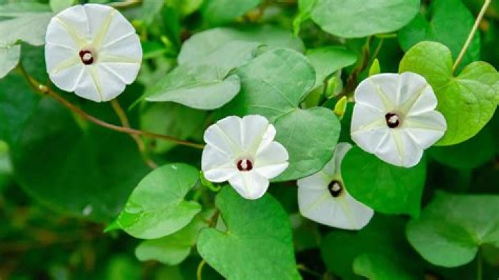 Understanding JConline Obituaries: A Comprehensive Guide