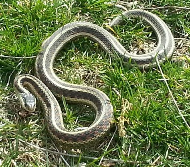 Understanding the Chicken Snake: An In-Depth Look at This Unique Species