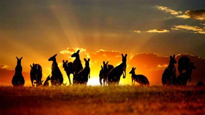 Unveil The Wonders Of The Australian Outback