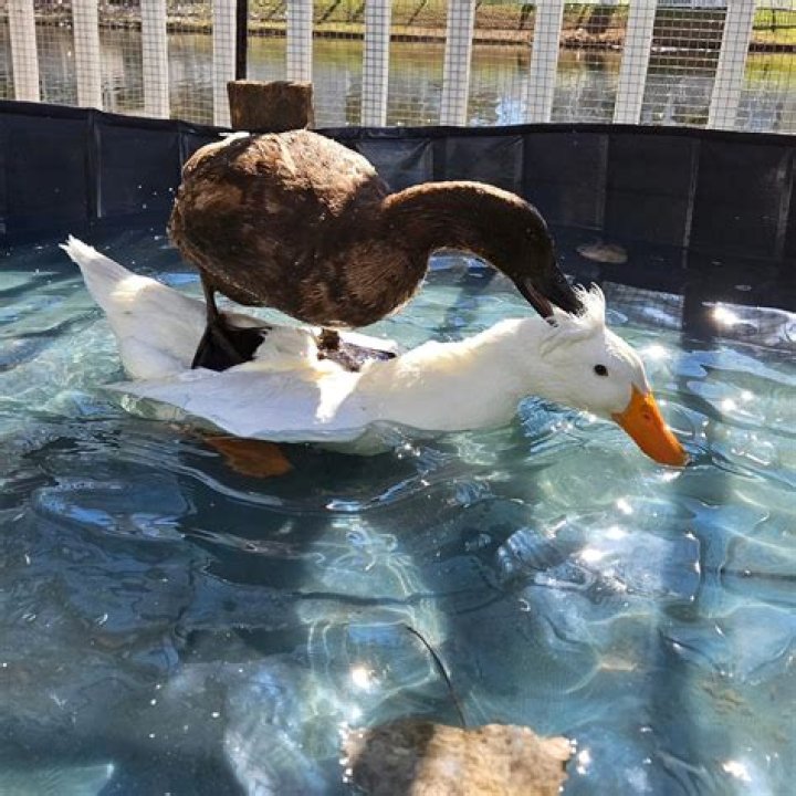What happens if a Ducks mate dies?