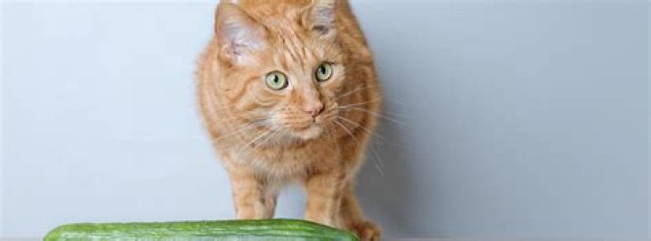 Why Are Cats Scared of Cucumbers? Understanding the Feline Fear